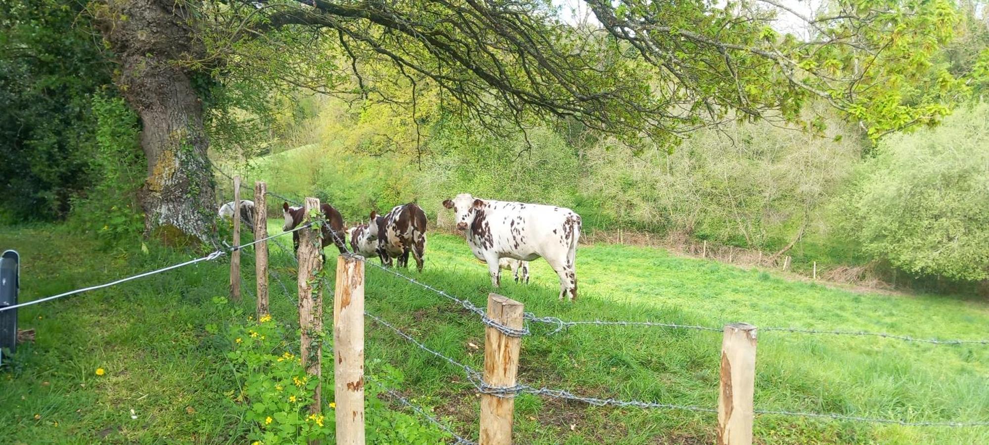 Gite De Fourneaux Pont-d'Ouilly エクステリア 写真
